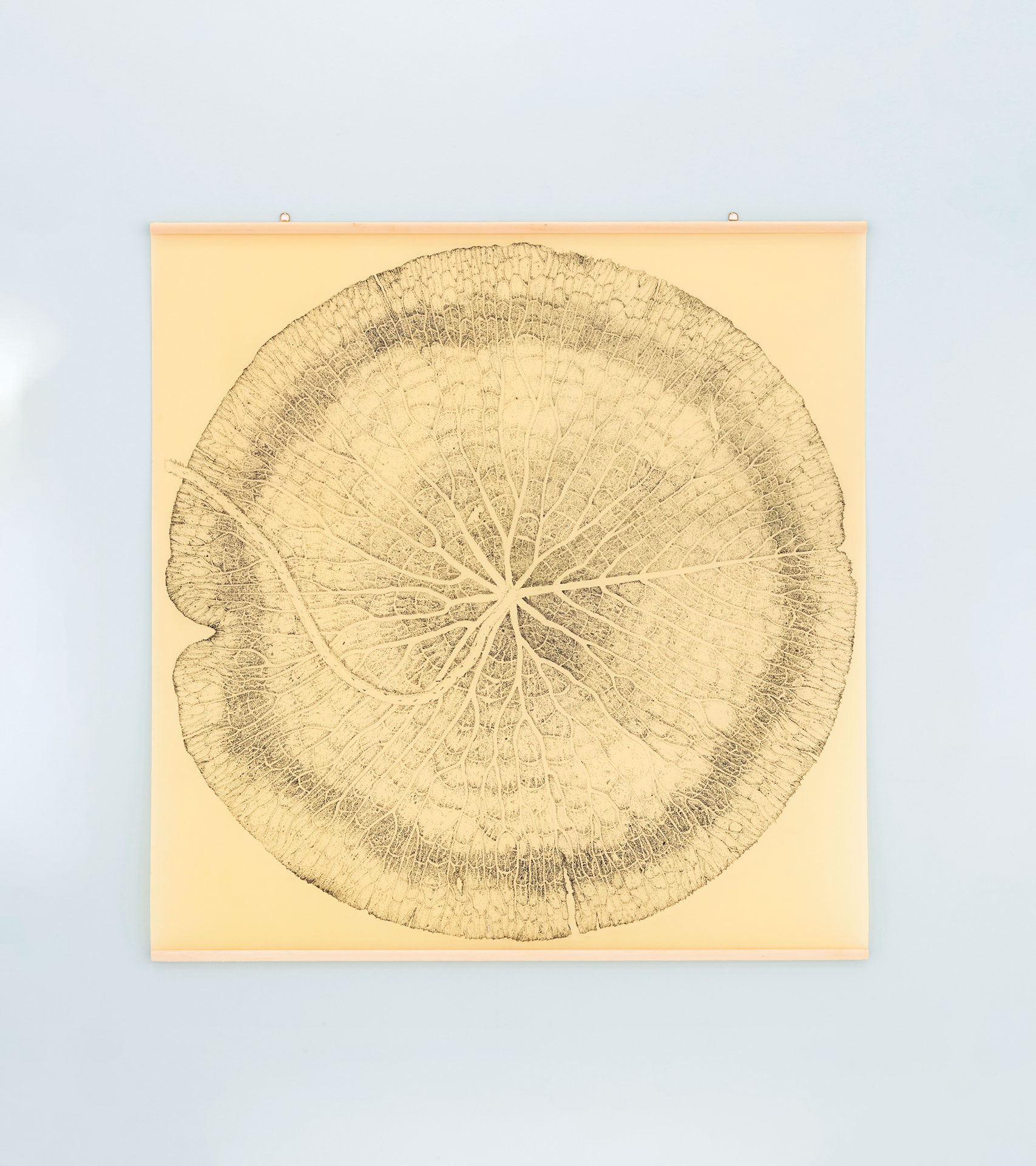 Nympaeaceae I, 2018 Ink on paper 155 x 152 cm